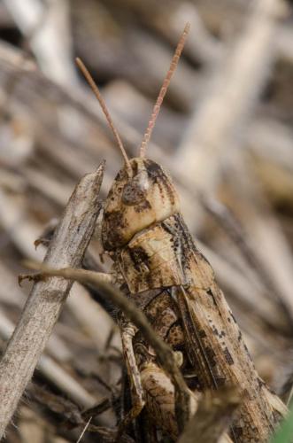 Chorthippus sp.